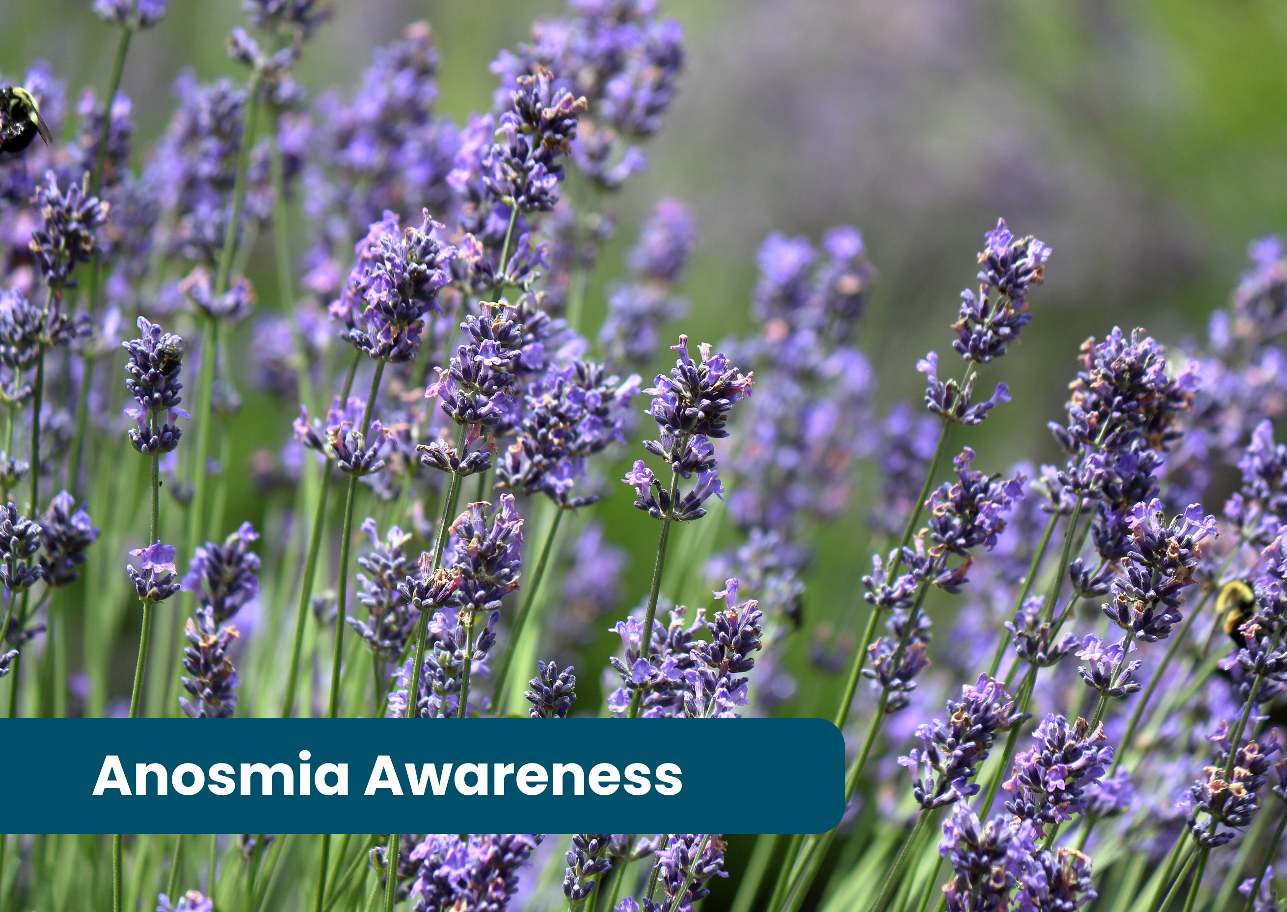 Anosmia Awareness